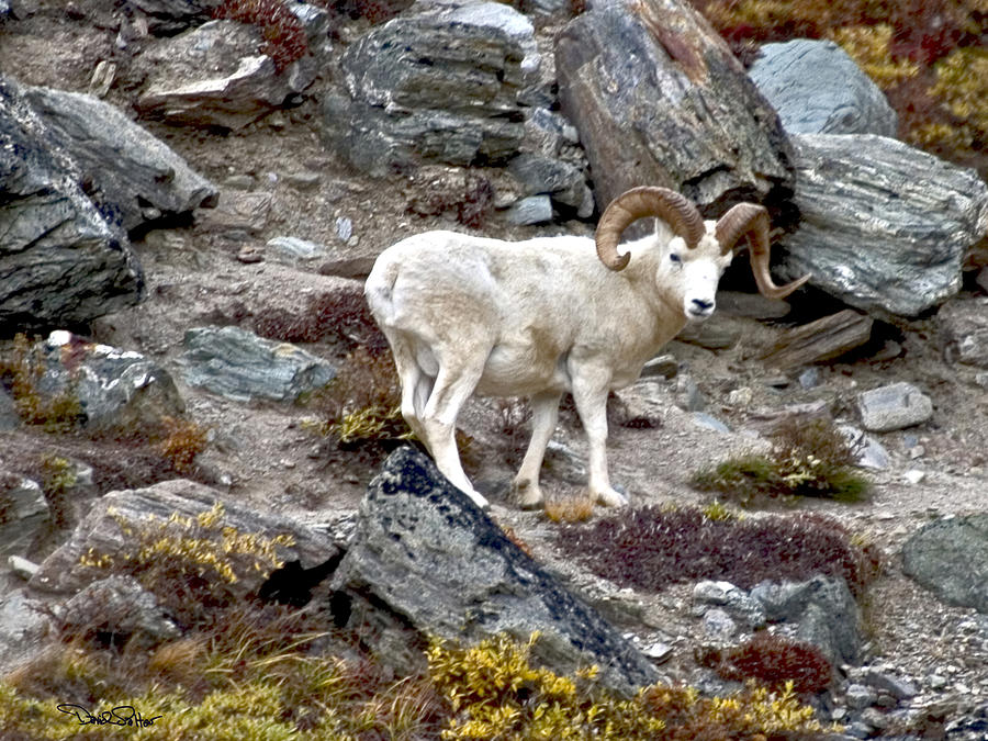 Dall Ram in Denali Photograph by David Salter