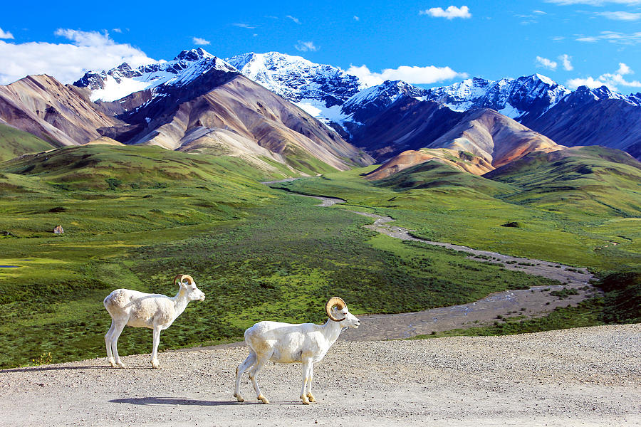 Dall Sheep at the Polychrome Overlook Photograph by Daniel A. Leifheit
