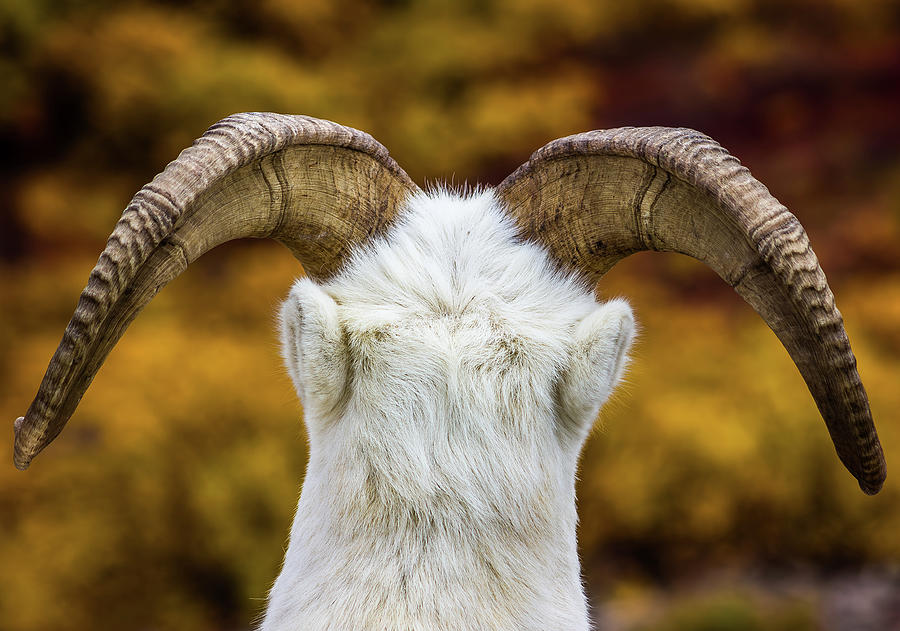 The Majestic Horns of a Dall Sheep Photograph by Kyle Lavey