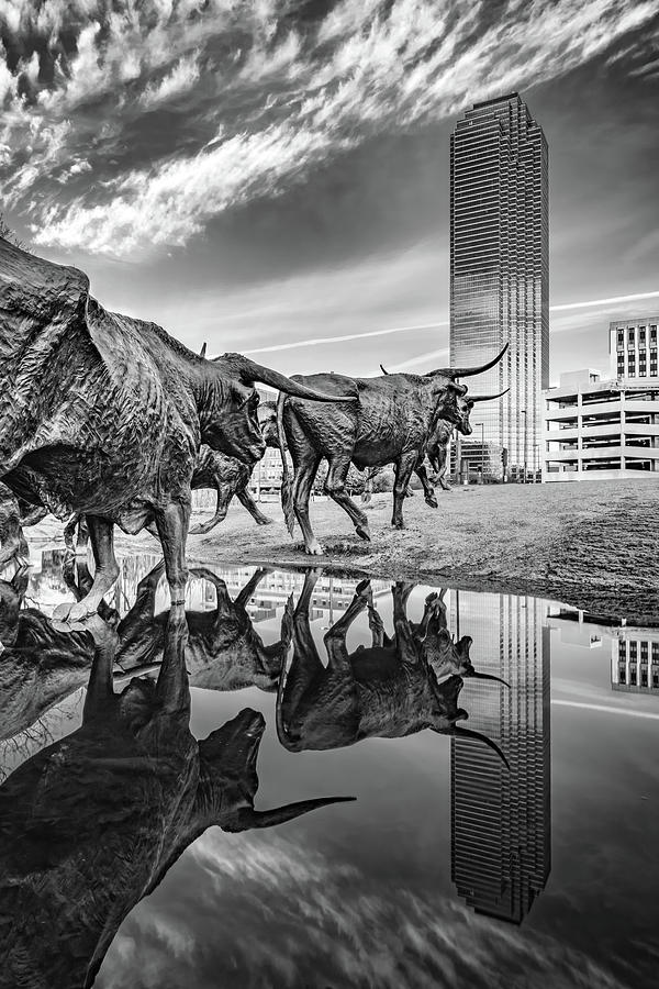 Dallas Texas Longhorn Cattle Drive Crossing Calm Waters In Pioneer Plaza - Black and White Photograph by Gregory Ballos