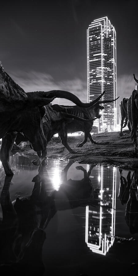 Black And White Photograph - Dallas Texas Longhorn Cattle Drive Monochrome Panorama by Gregory Ballos