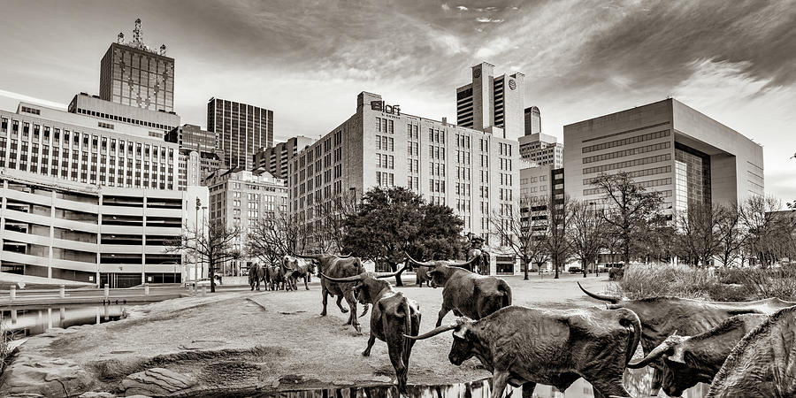 Dallas Texas Skyline And Longhorn Cattle Drive Crossing Panorama - Sepia Edition Photograph by Gregory Ballos