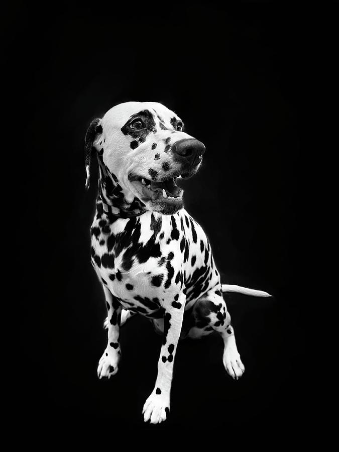 Dalmatian Dog in Black and White Photograph by Lyudmyla Melnyk - Pixels