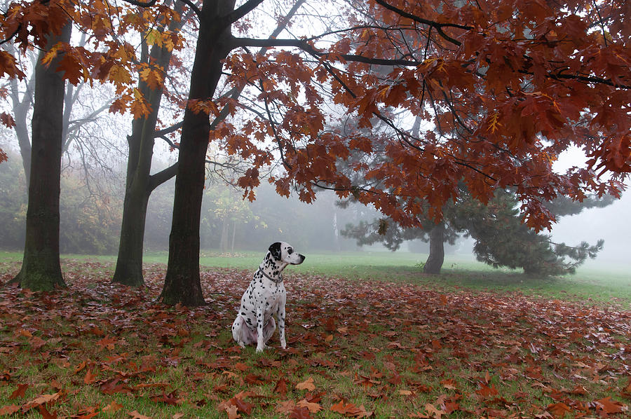 Dalmatian in the Foggy Woods Photograph by Jenny Rainbow