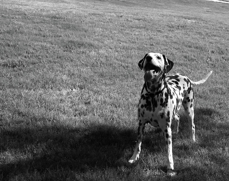 Dalmatian Photograph by Sara Hudson - Fine Art America