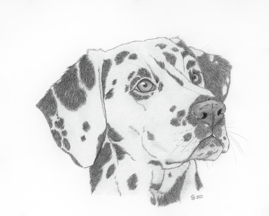 Dalmatian Drawing by The Wild-Eyed World - Fine Art America