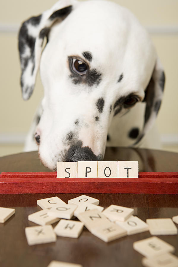 Dalmation and word game Photograph by Image Source
