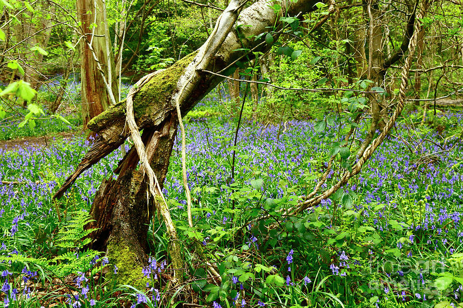 Bluebells woodlands and ancient birch tree England Photograph by James Brunker