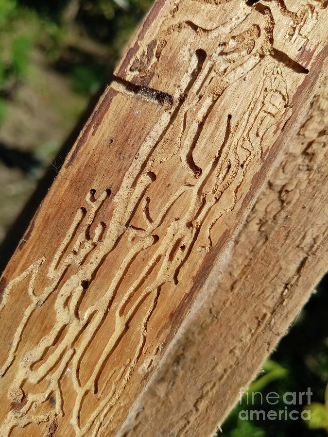 Insects Photograph - Damaged wood plank by Gaspar Avila
