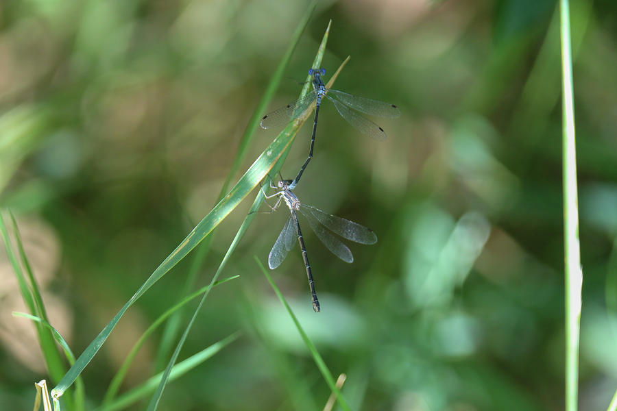Damsel Flies Mating Photograph