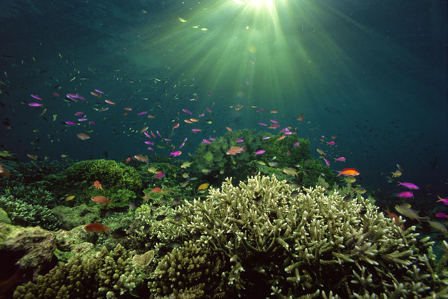 Damselfish and Wrasses dance above shelter of staghorn corals , Borneo , Malaysia Photograph by Comstock