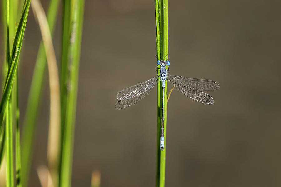 Damselfly on a Reed Photograph by Belinda Greb