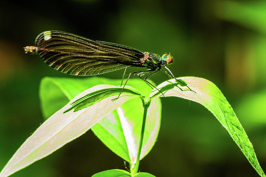 Damselfly on leaves Photograph by SAURAVphoto Online Store
