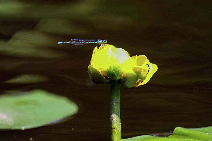 Damselfly on Lilly Flower Photograph by Brook Burling