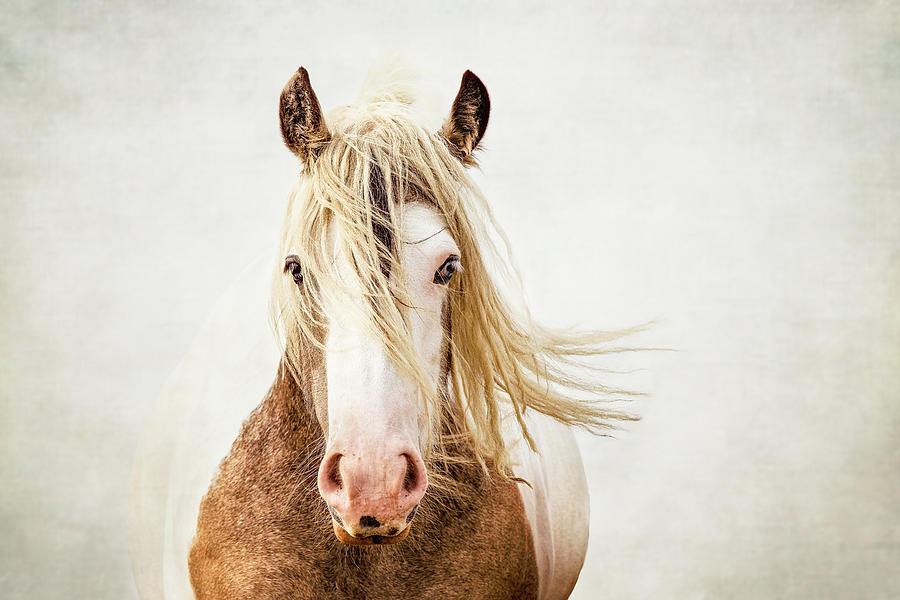Danae - Horse Art Photograph by Lisa Saint