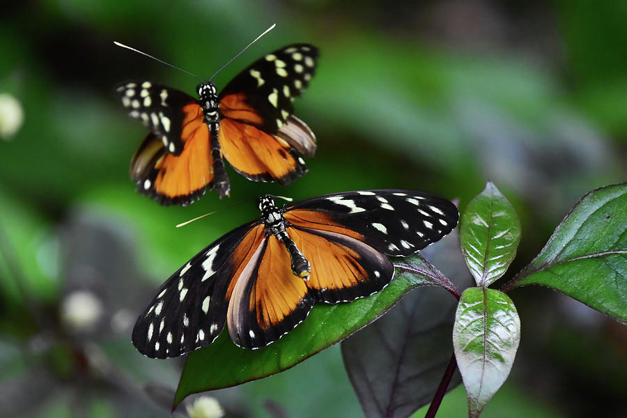 Dance of butterflies Photograph by Mihaela Pater Fine Art America