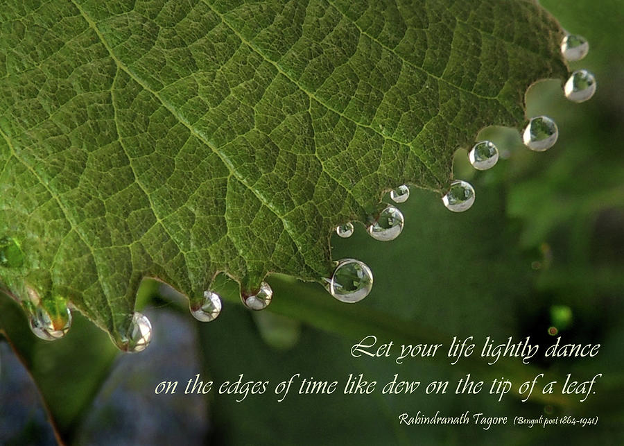Dance of Dew on a Grape Leaf Photograph by Nancy Griswold