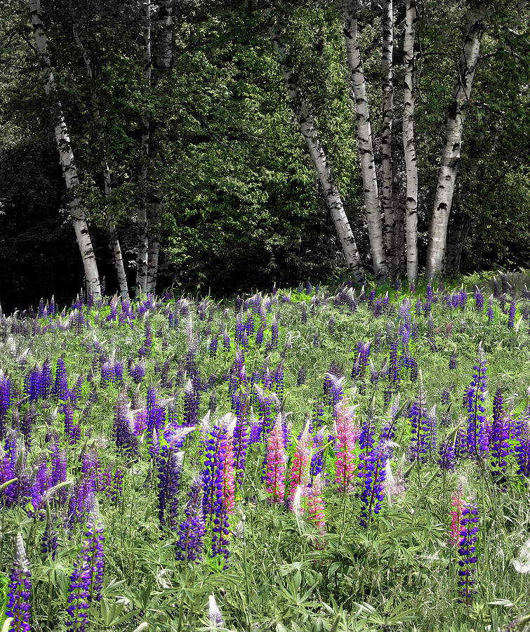 Dance of Lupine and Birch Photograph by Wayne King