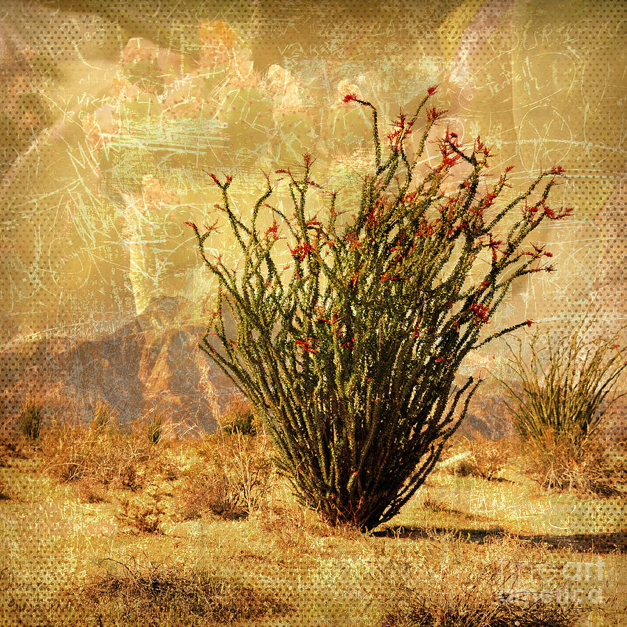 Dance of Spring - Ocotillo in Borrego Springs, California Photograph by Denise Strahm