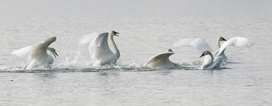 Dance of Swans Photograph by Dianne Milliard