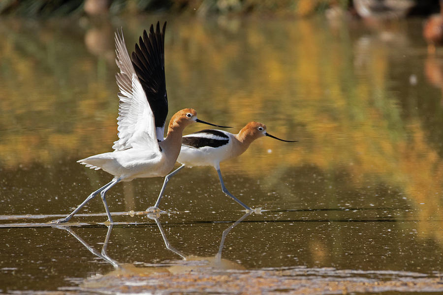 Dance of the Avocets Photograph by Sue Cullumber