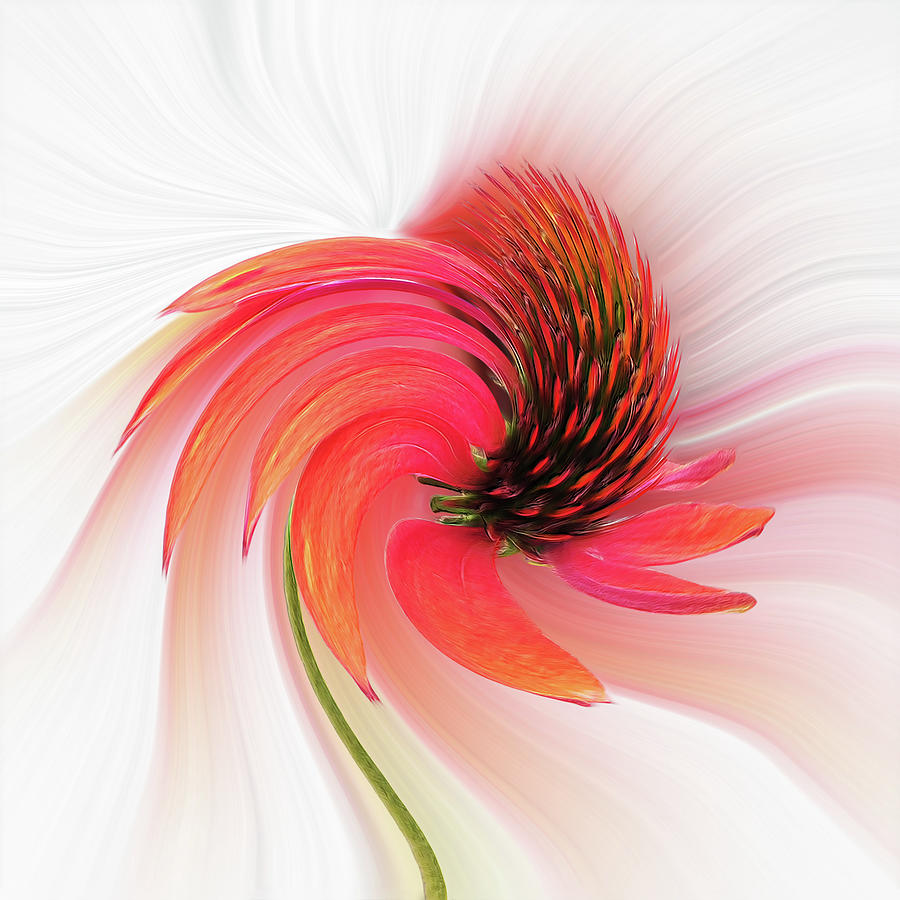 Dance Of The Coneflower Photograph