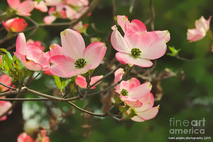 Dance Of The Dogwood Photograph by Tami Quigley