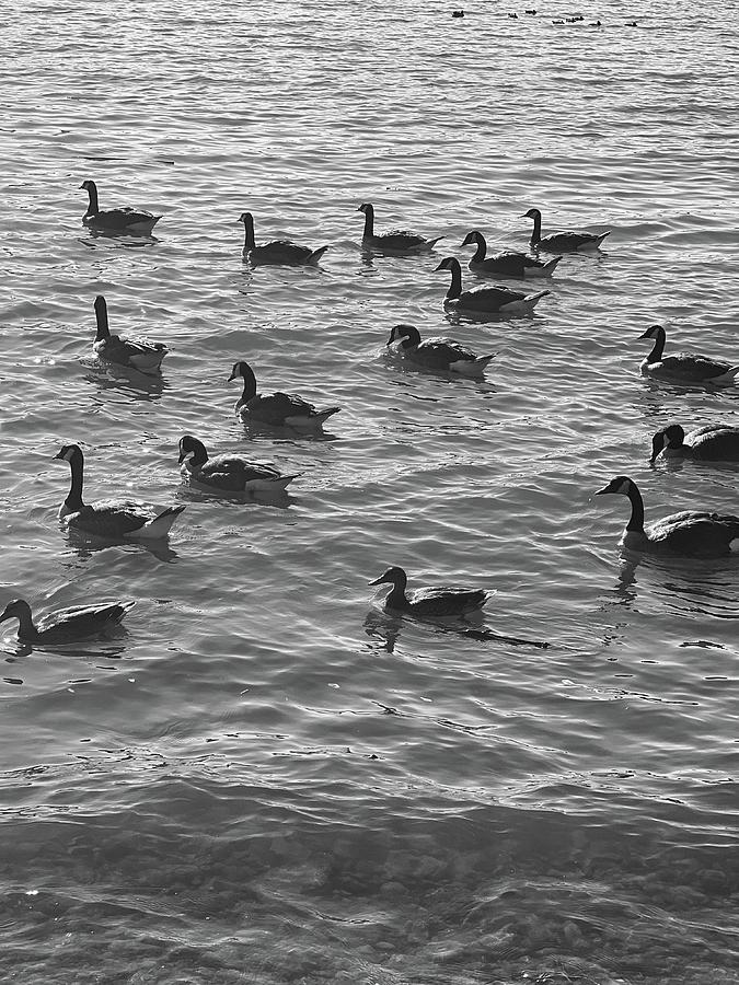 Dance Of The Ducks Photograph by Laura Delbert - Fine Art America