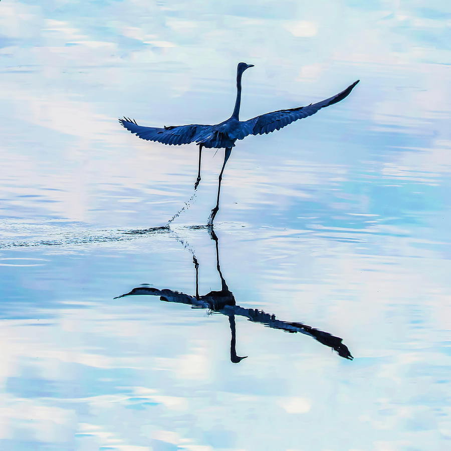 DANCE OF THE EGRET Reddish Egret 38B Photograph by Sally Fuller