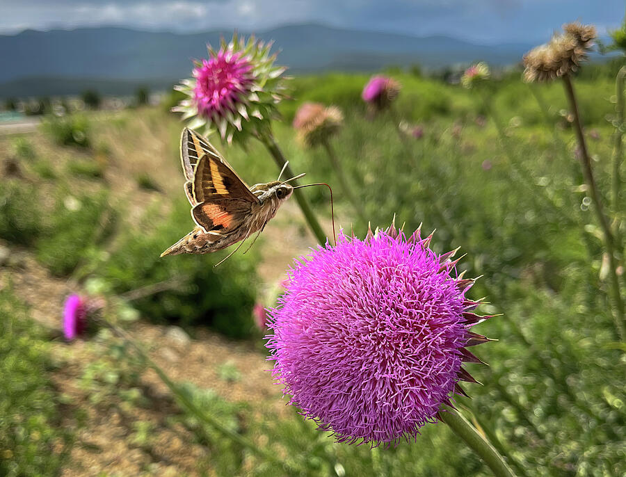 Dance of the Hummingbird Moth Photograph by Rebecca Herranen Dance of the Hummingbird Moth Photograph by Rebecca Herranen