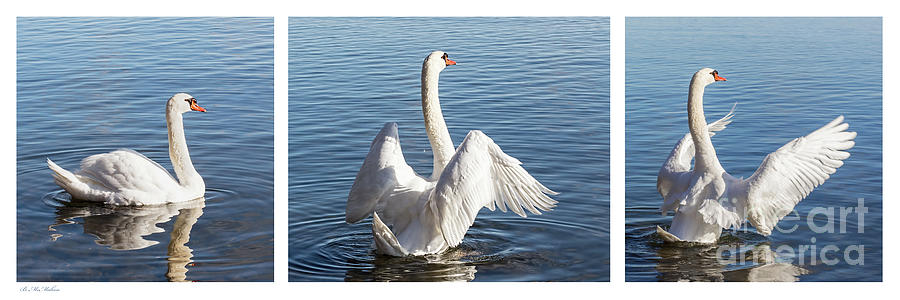 Mute Swan Photograph - Dance of the Mute Swan Triptych by Barbara McMahon