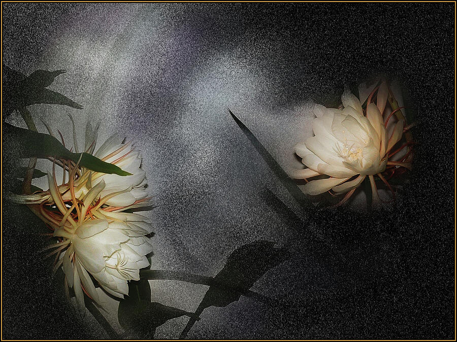 Dance of the Night Blooming Cereus  Photograph by Wayne King