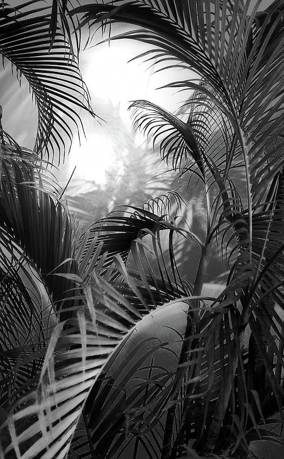 Pattern Photograph - Dance of the Palm by John Bartosik