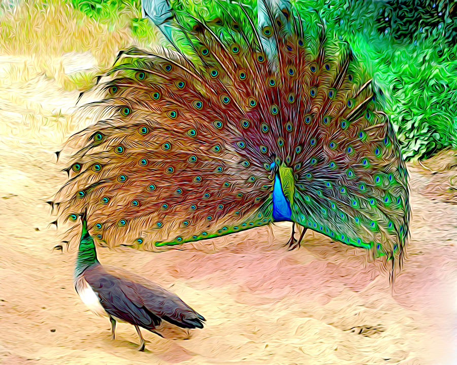 Dance Of The Peacock And Peahen Photograph by Her Arts Desire