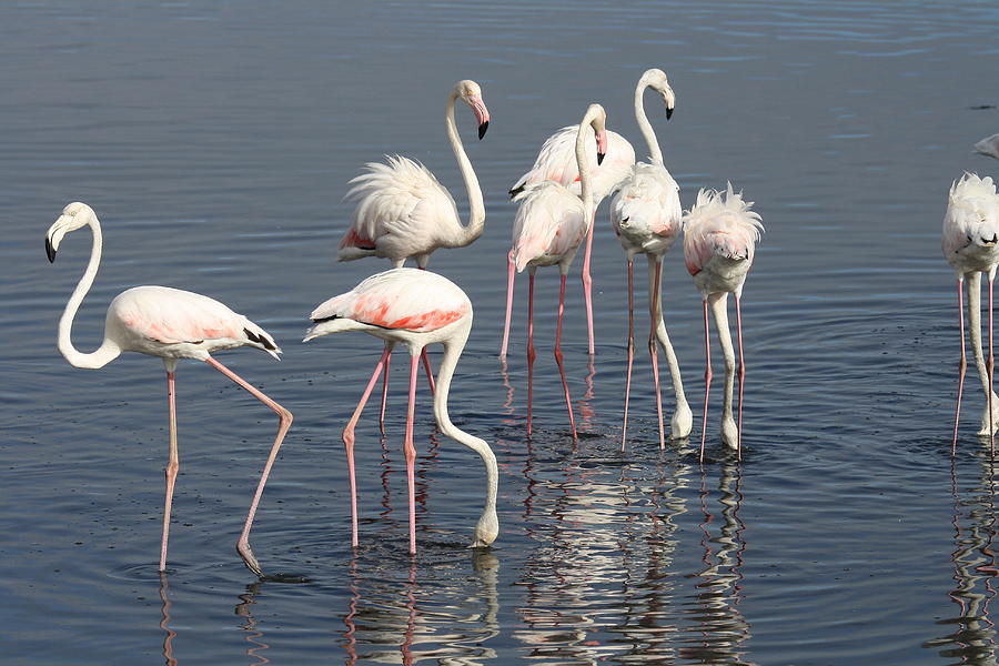 Dance of the Pink Flamingos 03 Photograph by Aria S - Pixels