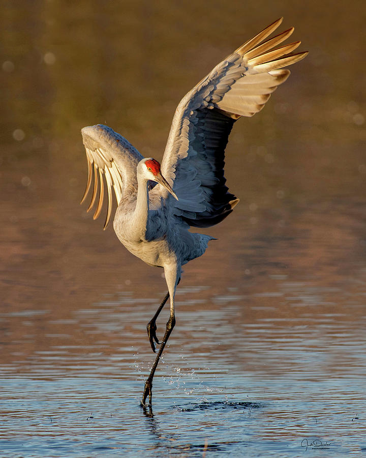 Dance of the Sandhill Crane Photograph by Judi Dressler
