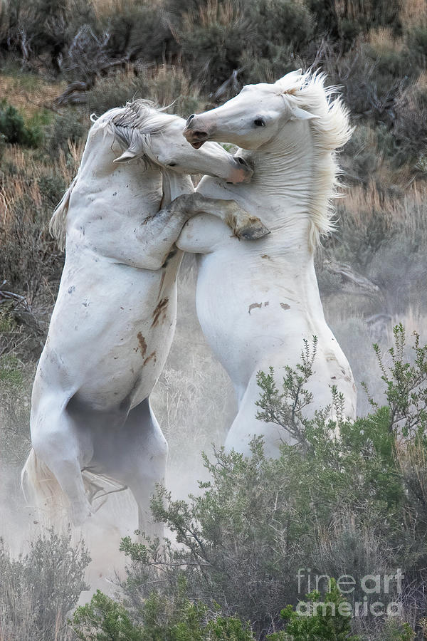 Dance of the Stallions Photograph by Jim Garrison