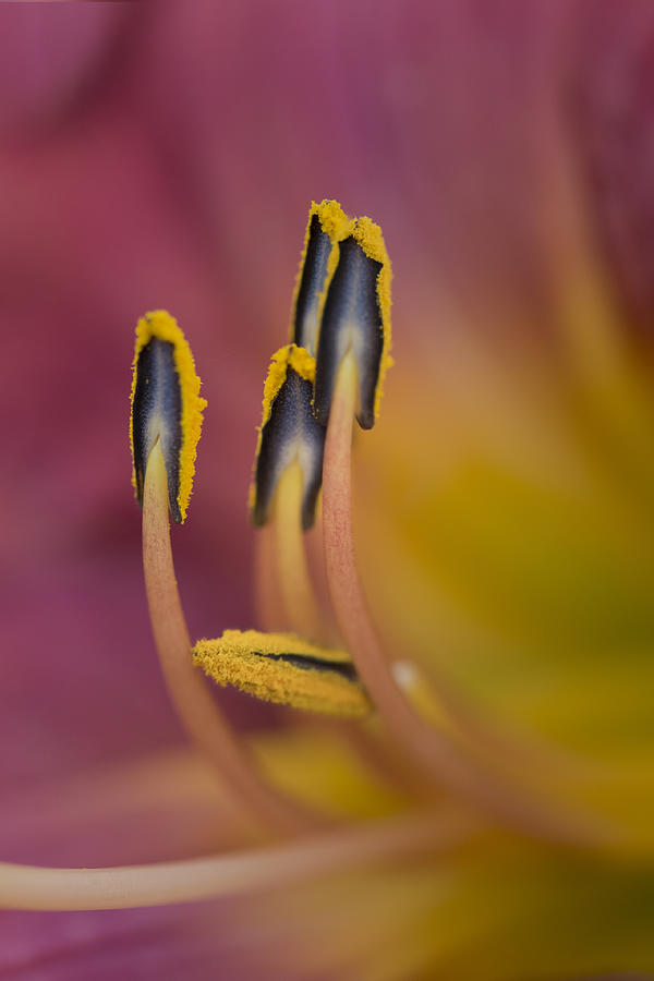 Dance of the Stamen (Red/Yellow) Photograph by Gail Shotlander