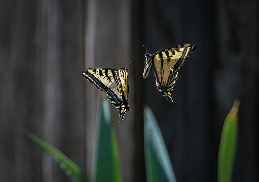 Dance of the Swallowtails 2 Photograph by Rick Mosher
