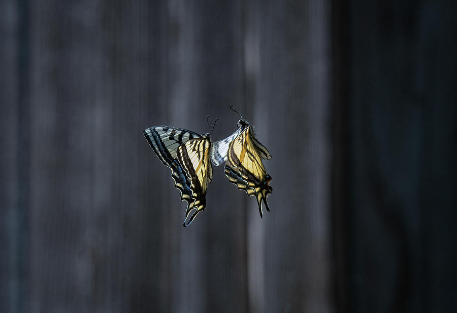 Dance of the Swallowtails Photograph by Rick Mosher