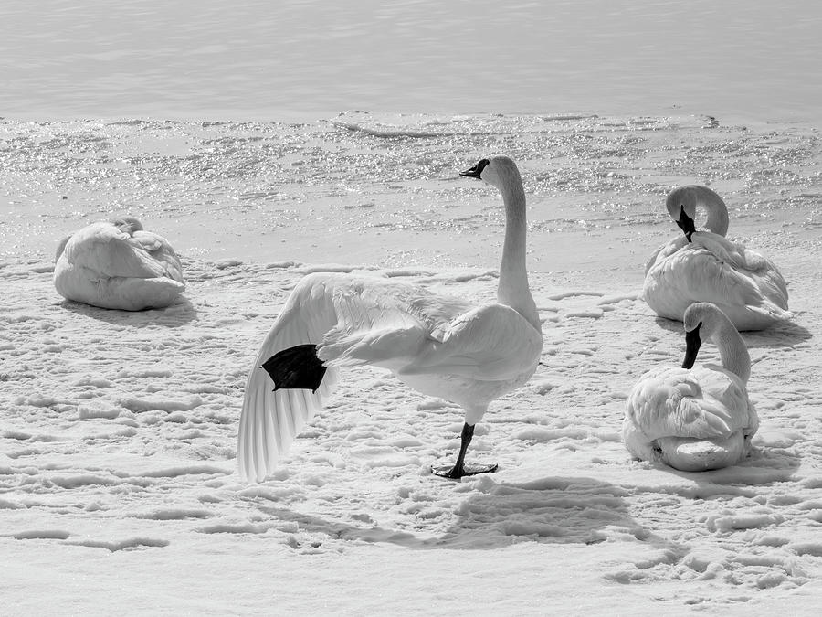 Dance of the Swan - Black and White Photograph by Patti Deters - Fine ...