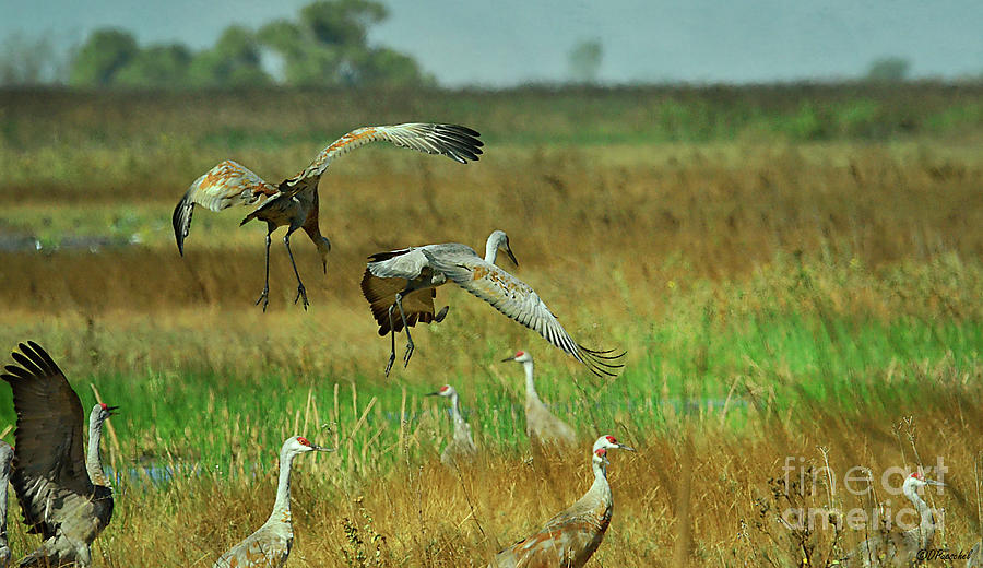 Dance of the Two Sandhill Cranes Photograph by Debby Pueschel