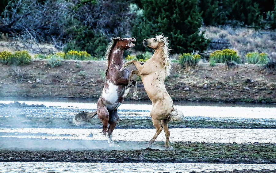 Dance Of The Wild Horses Photograph