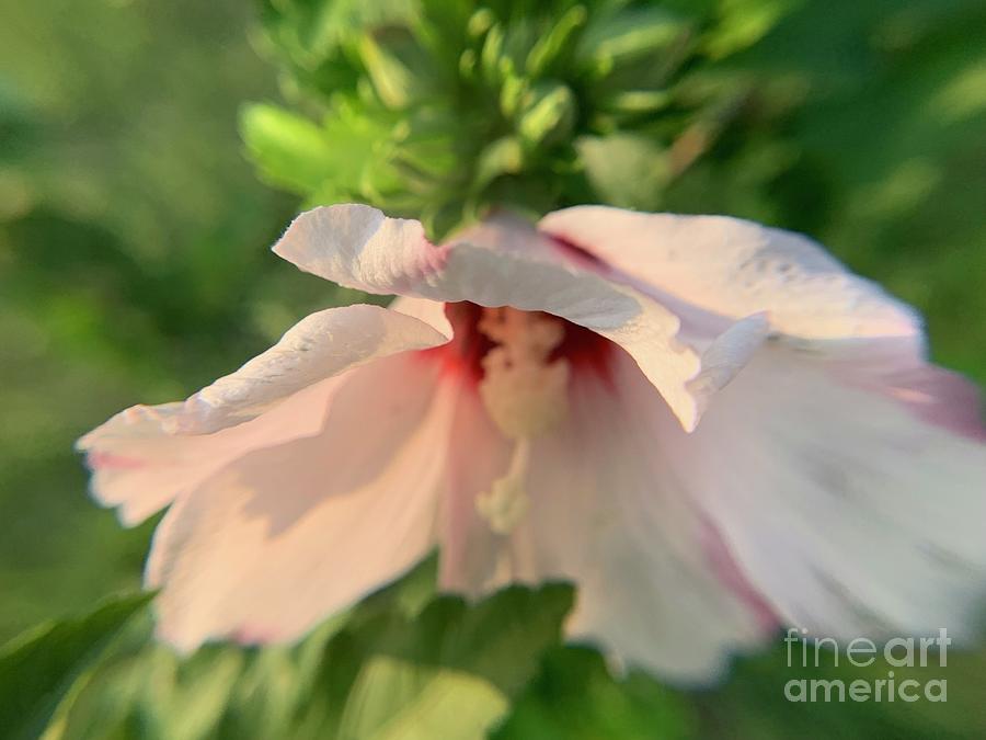 Dance Rose of Sharon Photograph by Catherine Wilson