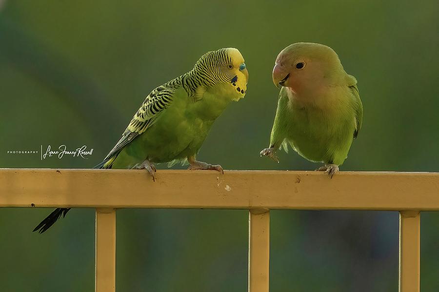 Parakeet Photograph - Dance with Me by Lynne  Russell