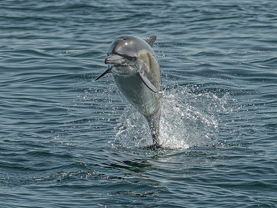 Dance With The Dolphin Photograph
