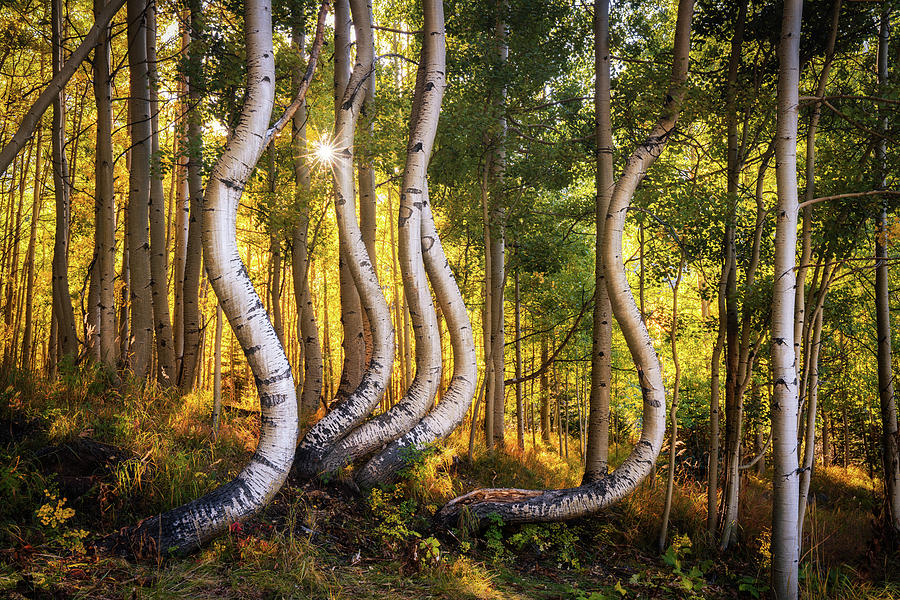 Dancing Aspen Trees in Colorado Photograph by James Udall