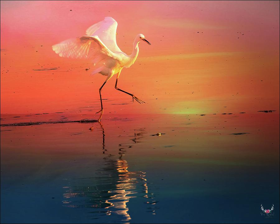 Dancing at Sunset Photograph by Pam Rendall