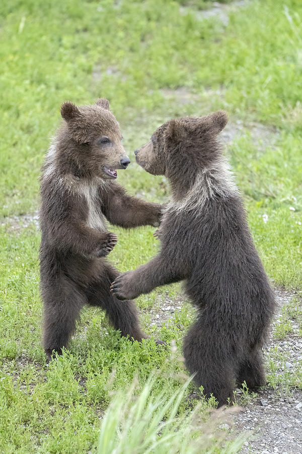 Dancing Baby Bears Photograph By Mark Kostich - Pixels