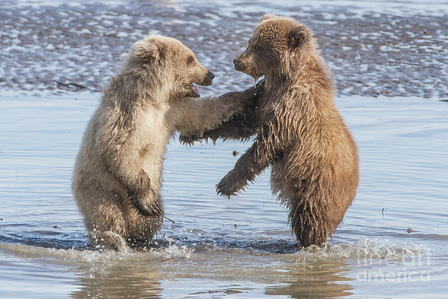 Wildlife Photograph - Dancing Bears by Chris Scroggins